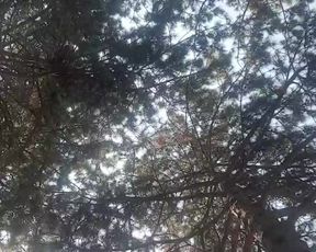 gija cam recording 2020-08-08 13-56-10 774